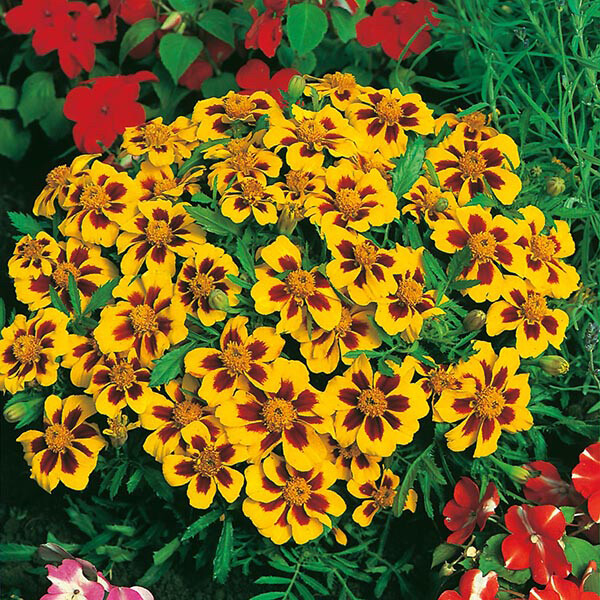 Dainty Marietta Dwarf Marigold Seeds | 100 – 2,000 Seeds | Free Shipping | 1190