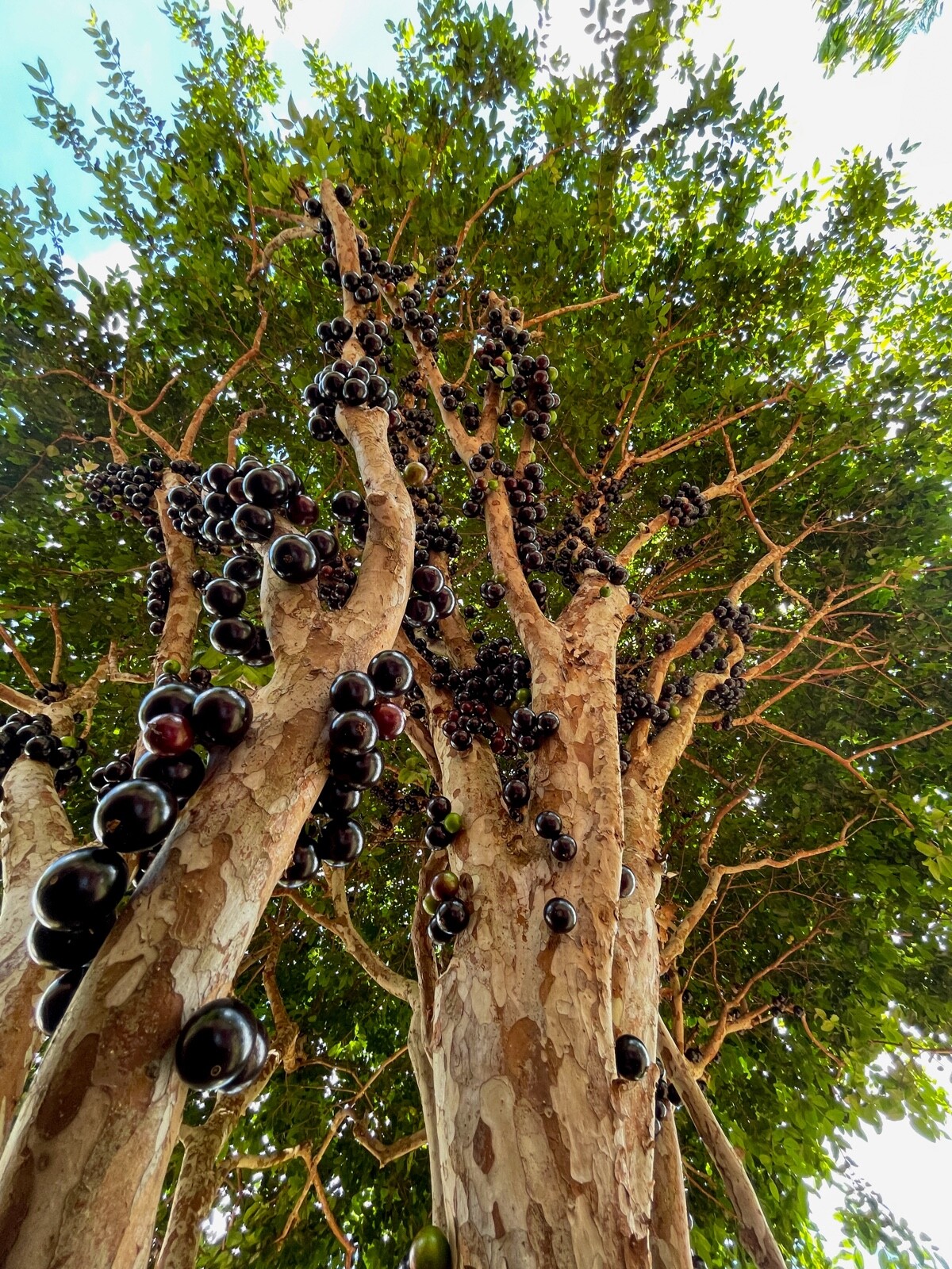 Jaboticaba Plinia Cauliflora Brazilian Sabara Grape Seedling Plant Fruit Tree