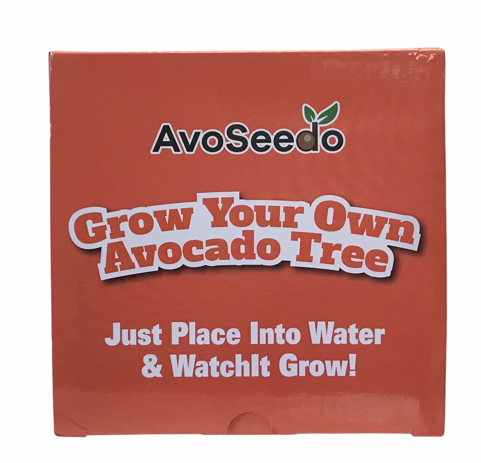 AvoSeedo Avocado Grow You Own Tree – Adult & Children – For All Ages 4+ – Gift