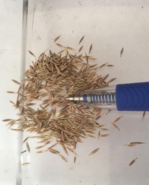 Festuca idahoensis | Roemer’s Fescue | Blue Bunchgrass | 250 Seeds