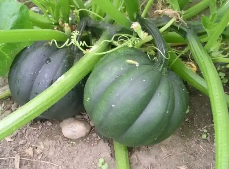 50+ TABLE QUEEN ACORN WINTER SQUASH SEEDS – Heorloom – Organic – NON GMO – FRESH