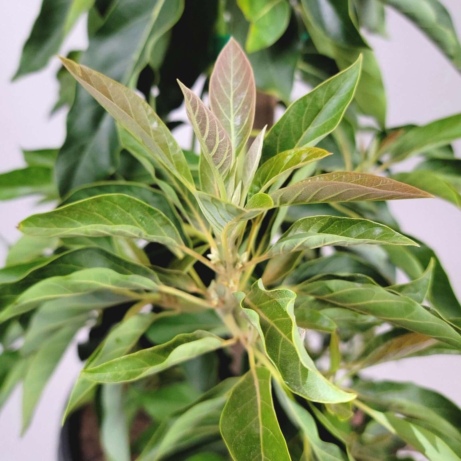 Live Avocado Plant Ready to Plant Healthy Fruit Tree Outdoor