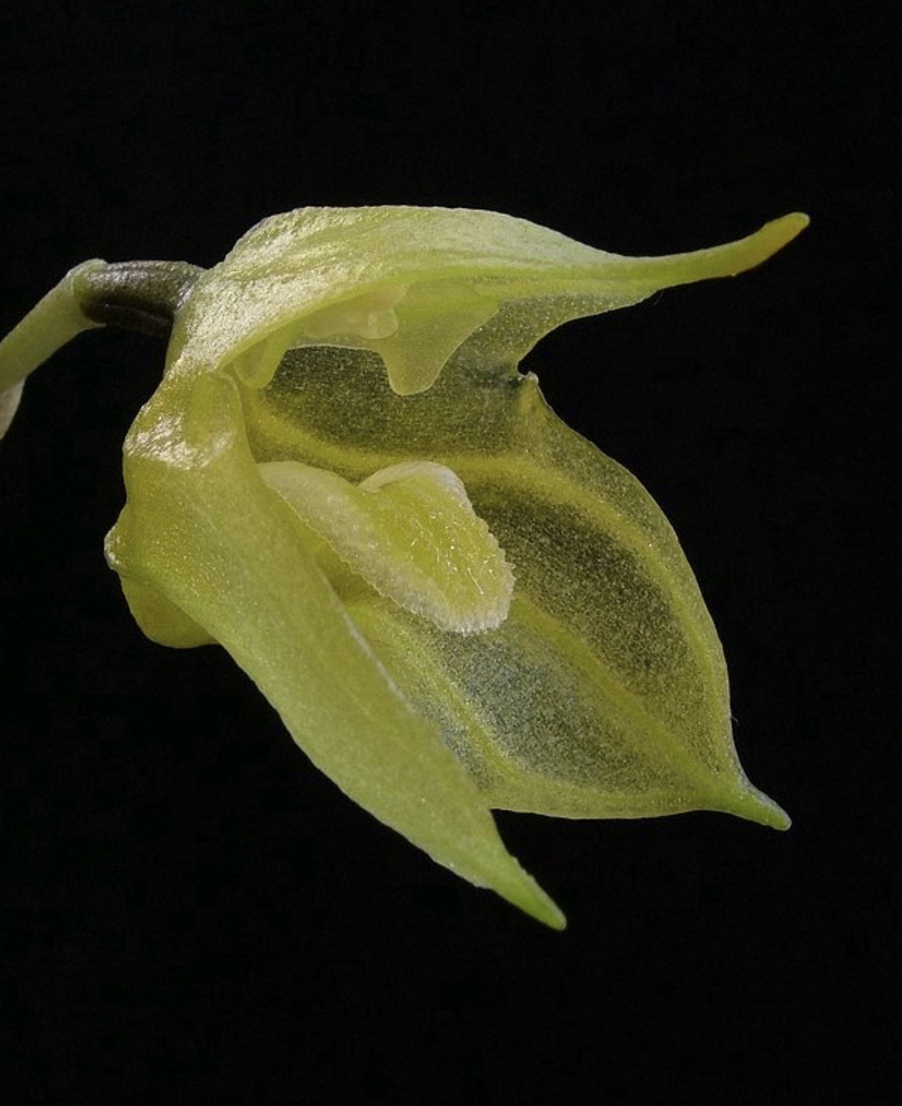 Masdevallia platyglossa