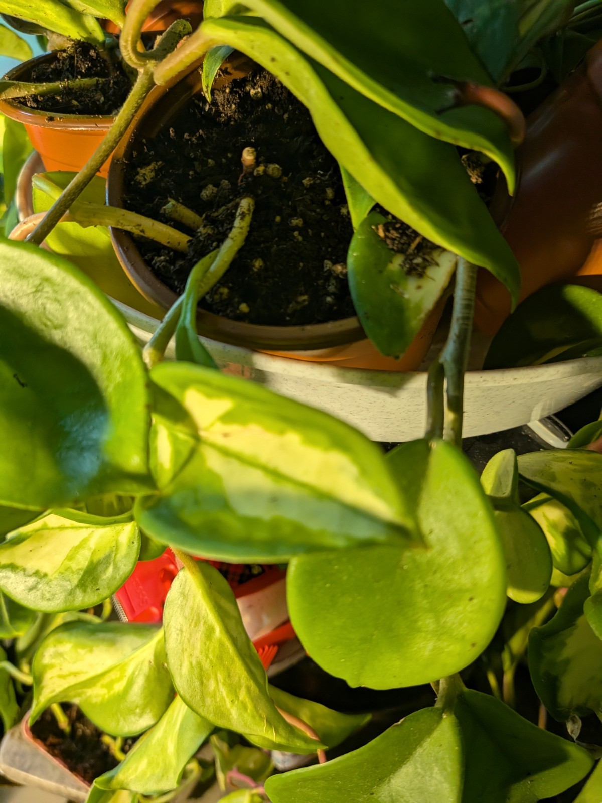 Hoya Collection 1 Hindu Rope 1 Krimson Princess 1 Publicalyx Splash In 3″ Pots