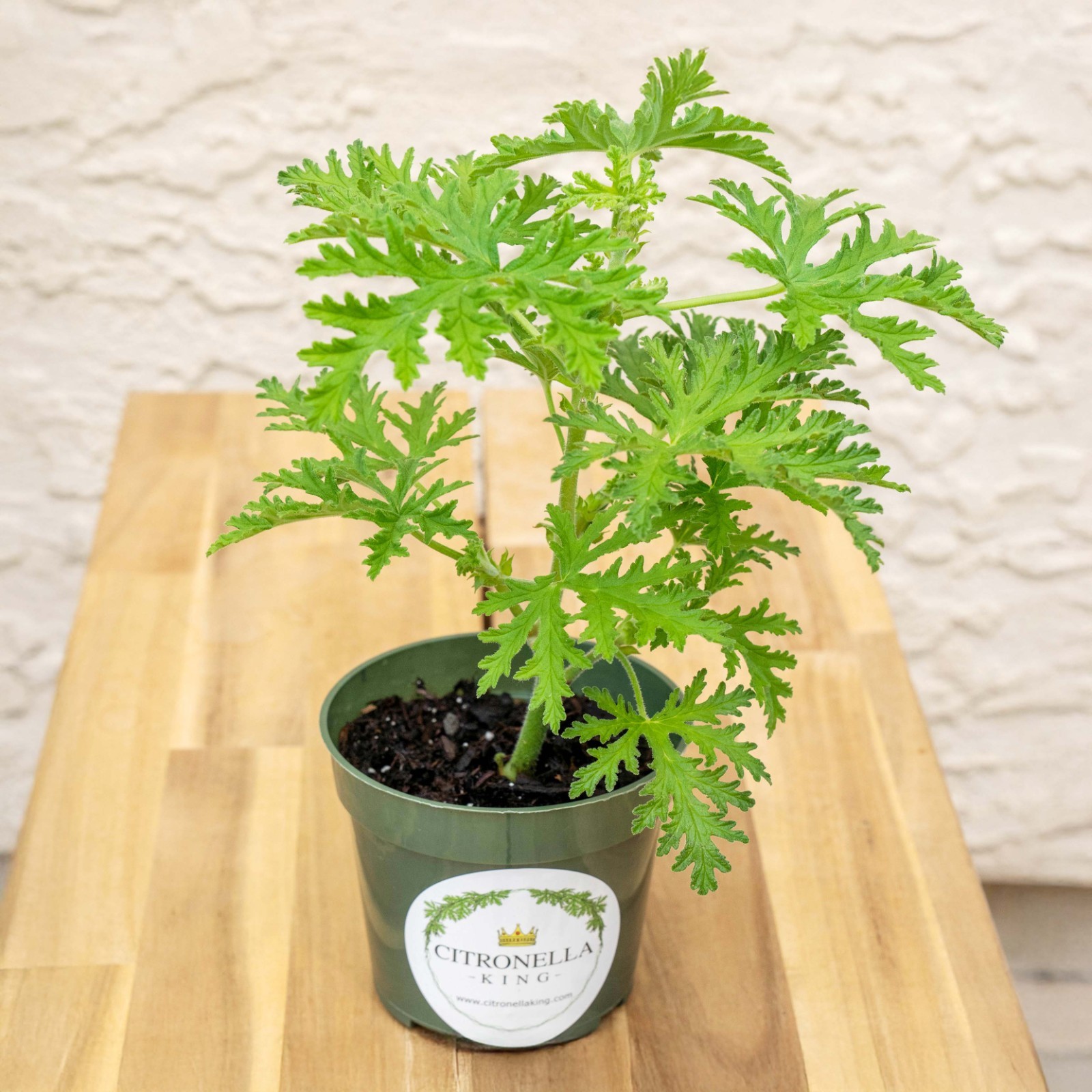 Citronella Plant, Mosquito Plant, Fully rooted in a 4″ Nursery Pot