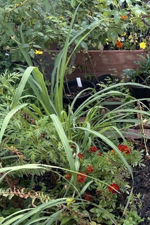 5-Pack Lemon Grass Live Plants (7–10 Inches Tall) Rooted Lemongrass