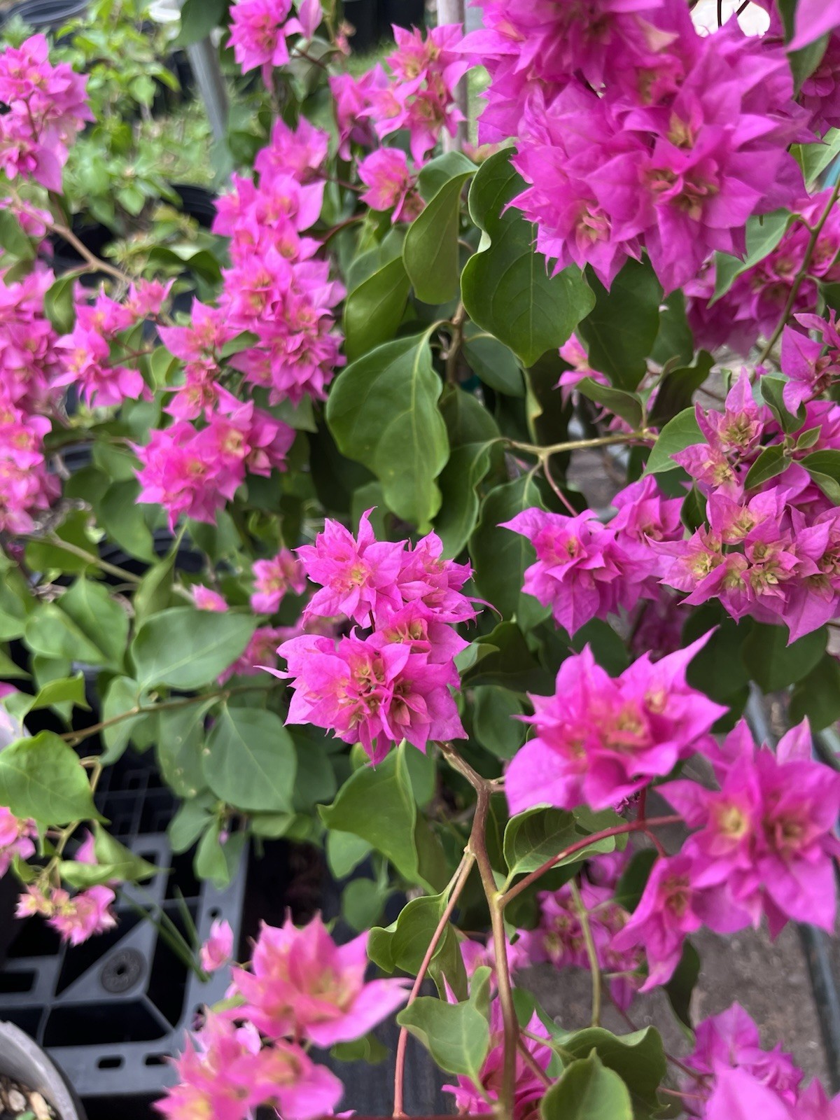 Doubld Petals Pink Bougainvillea 3 Gallon Pot 30 in Tall
