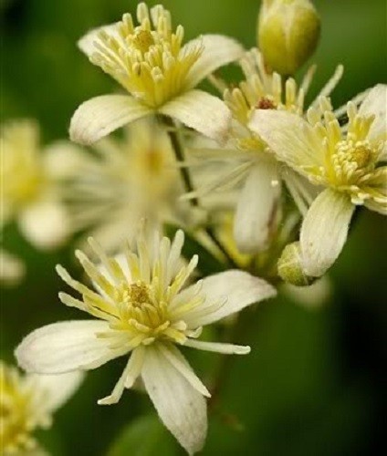 20 WHITE CLEMATIS Virginiana / Virgins Bower Flower Vine Seeds *Flat S/H