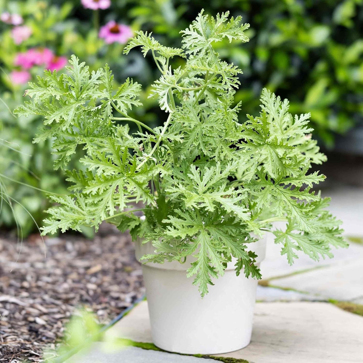 1500 Citronella Plant Seeds Non-Gmo Citronella Plant Seeds Home Heirloom Garden