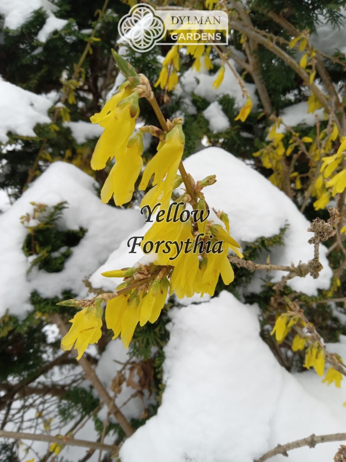 Forsythia Plant (Forsythia x intermedia) – Yellow Spring Blooms – Multiple Sizes