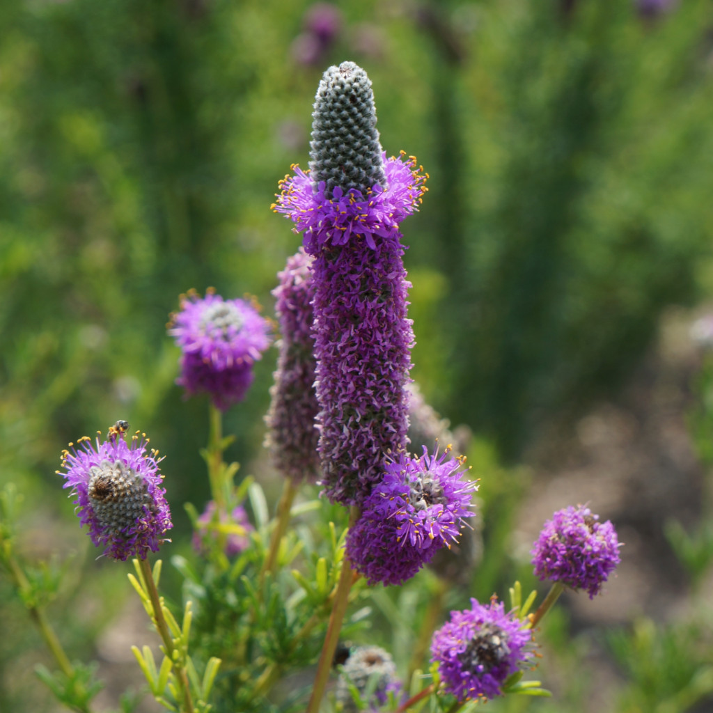 Purple Prairie Flower, Violet Prairie Clover, Attracs Pollinators, FREE SHIP