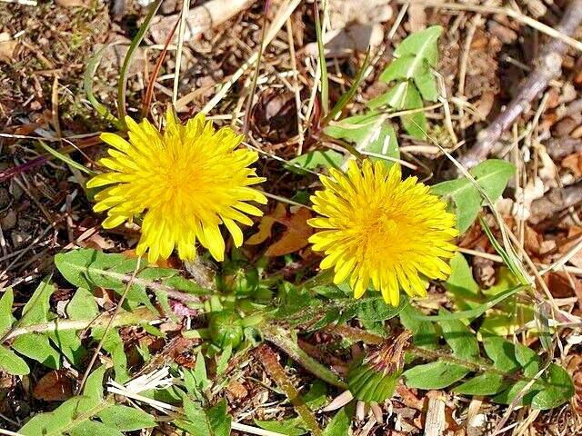 Dandelion 1000 seeds, herb, Taraxacum officinale, yellow daisy, EZ to grow.