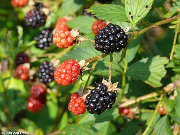 Sawtooth Blackberry Pack Of 5 Live Rooted