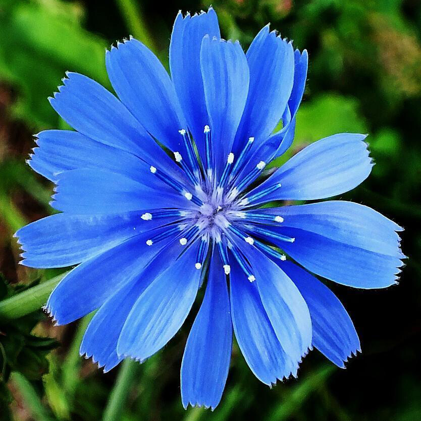 Chicory Seeds | Non-GMO | Free Shipping | Seed Store | 1248