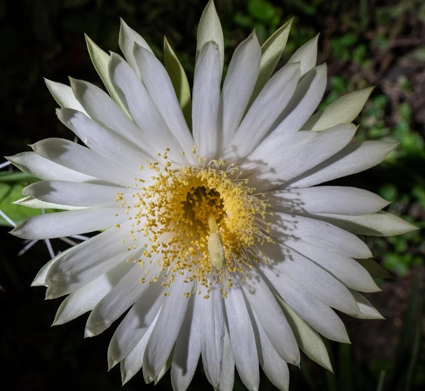 Acanthocereus tetragonus 5 CUTTINGS! 9″ to 19″ Tall! White Flower DISCOUNTED! Q1