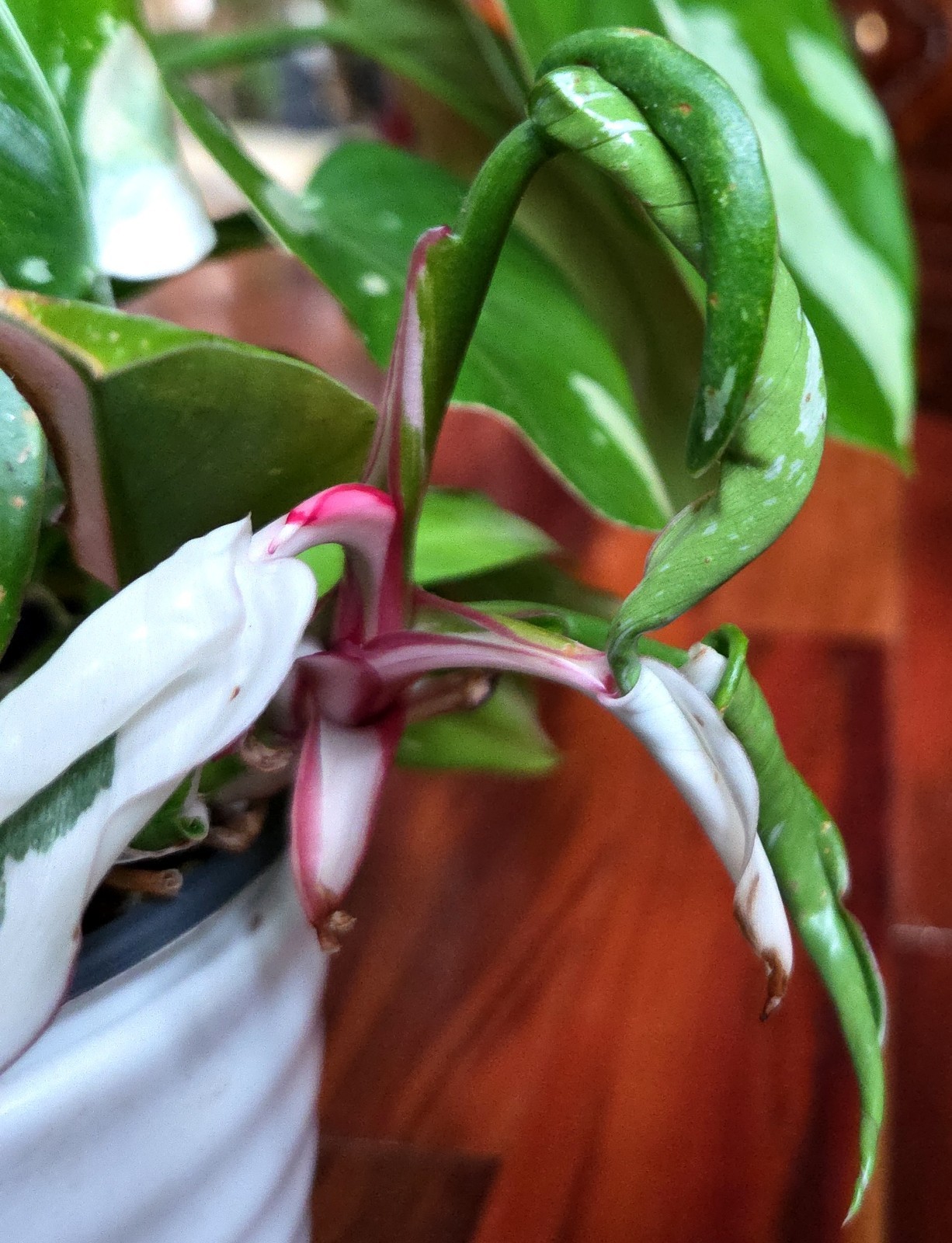 Rare Philodendron White Princess Tricolor 25″ Tall w/ Pups Not Aroid Anthurium