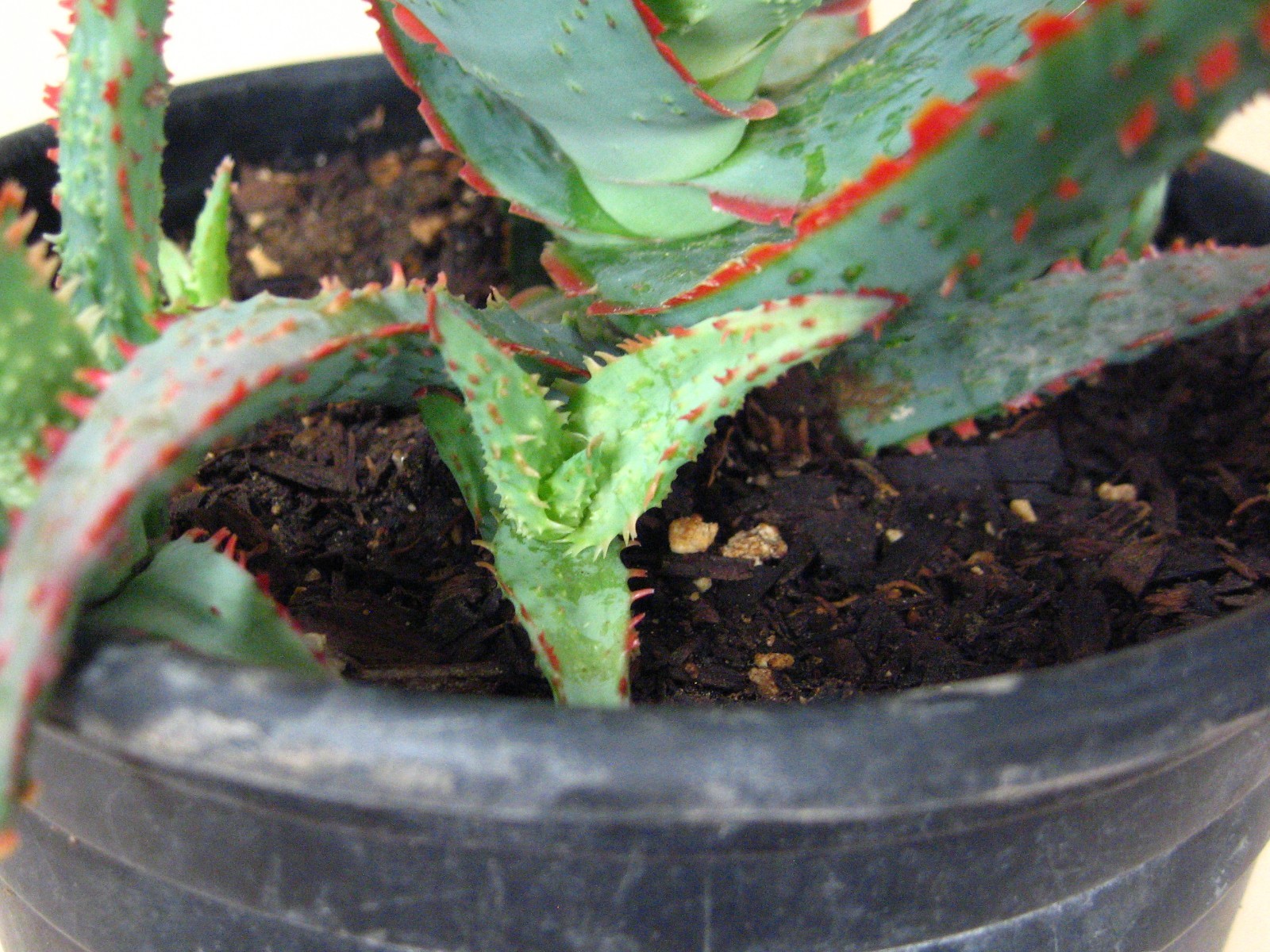 Aloe “Dracula’s Blood” Hybrid — Rare Succulent With 4 Offsets SUMMER SALE!!