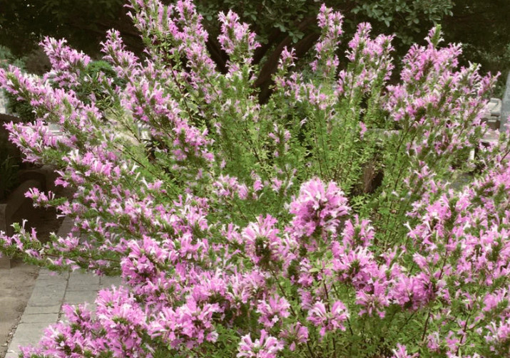 Mexican Oregano Live Plant – 4 Inch Pot – Fully Rooted Culinary Perennial Herb