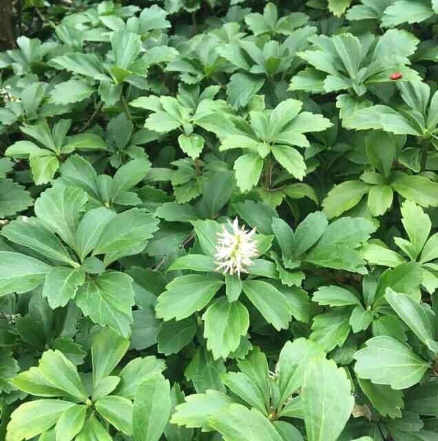 Pachysandra Terminalis (Japanese Spurge/Green Carpet) 4′ in Pot