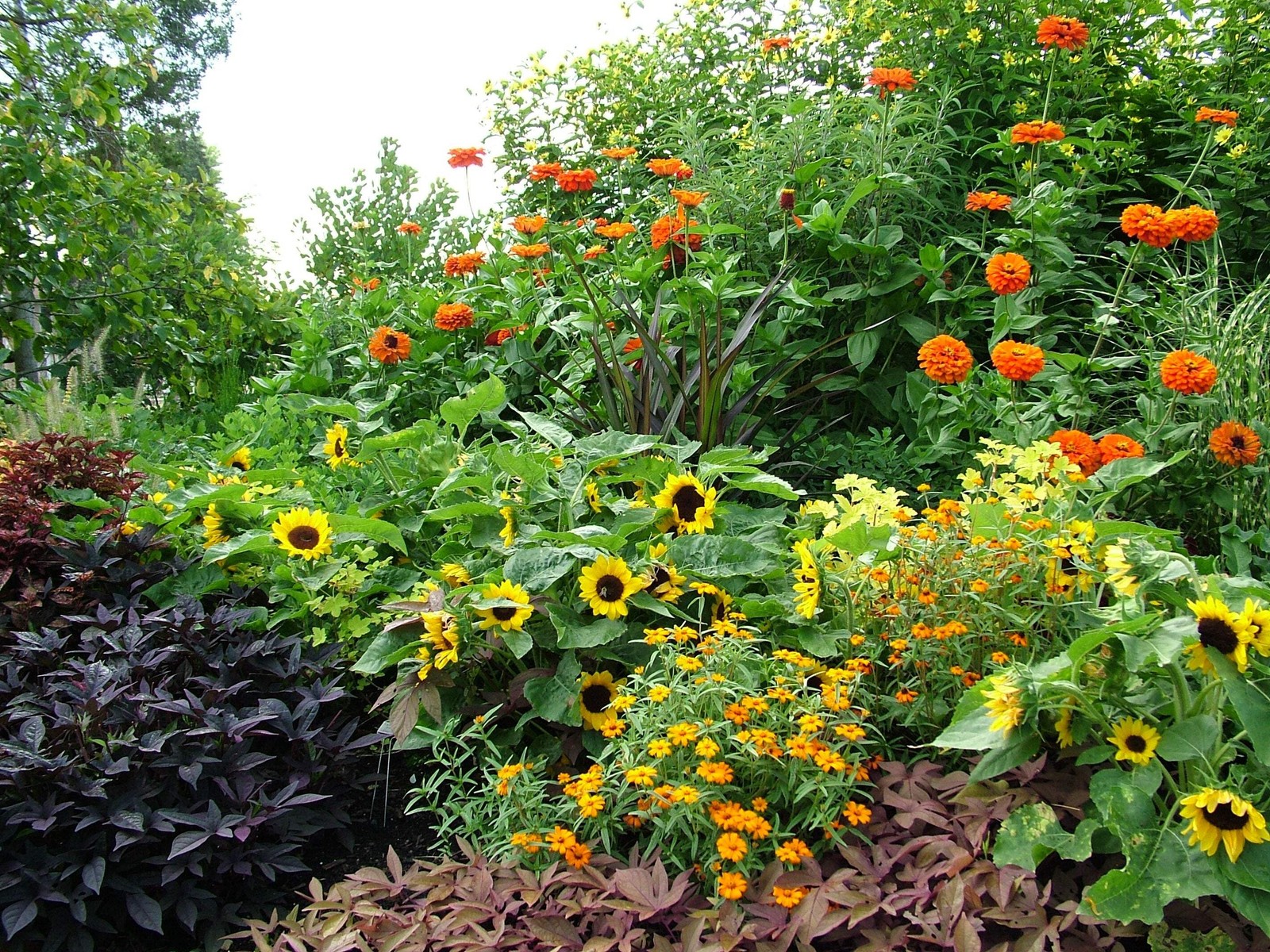 30 INCREDIBLE DWARF SUNFLOWER Helianthus Annuus Flower Seeds