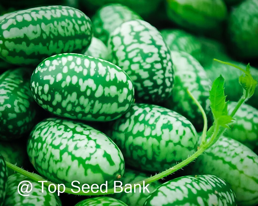 8+ Cucamelon seeds, Mexican miniature tiny watermelon, sour gherkin + Free GIFT
