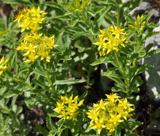 SEDUM GOLDILOCKS STONECROP Sedum Selskianumis – 100 Seeds