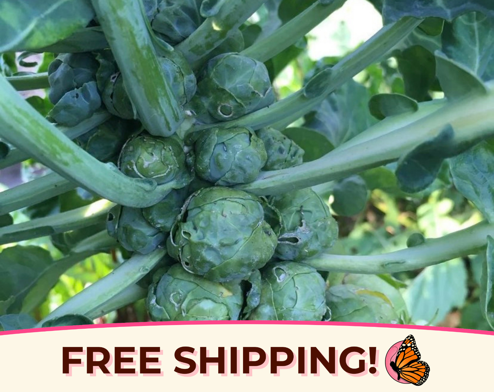 2700+ Brussels Sprouts Seeds ‘Long Island’ | Heirloom, Non-GMO, Vegetable Garden