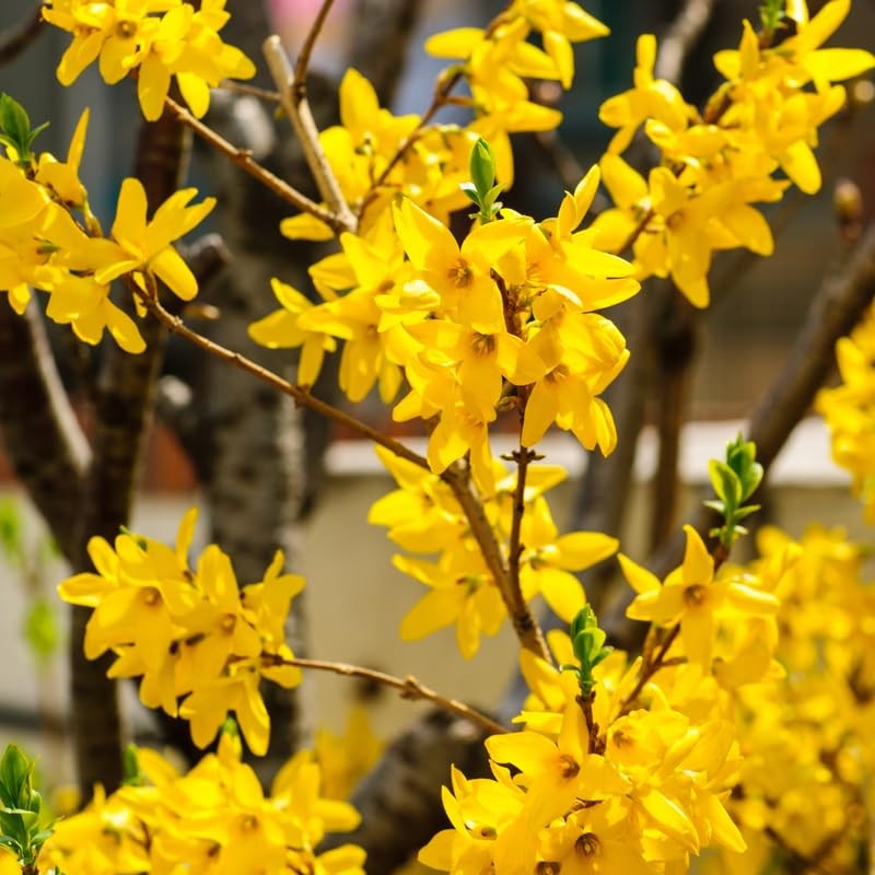 Lynwood Gold Forsythia Bush 6-12 Inch Tall, Fragrant Flower in Pot