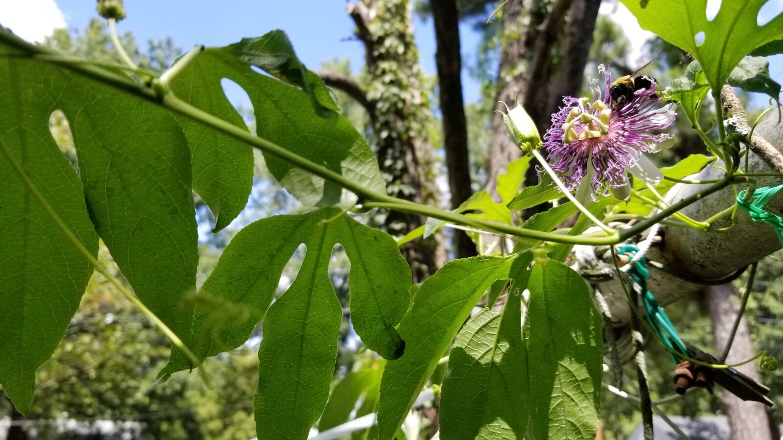 passion flower live plant/Maypop (buy one get one free for good measure)