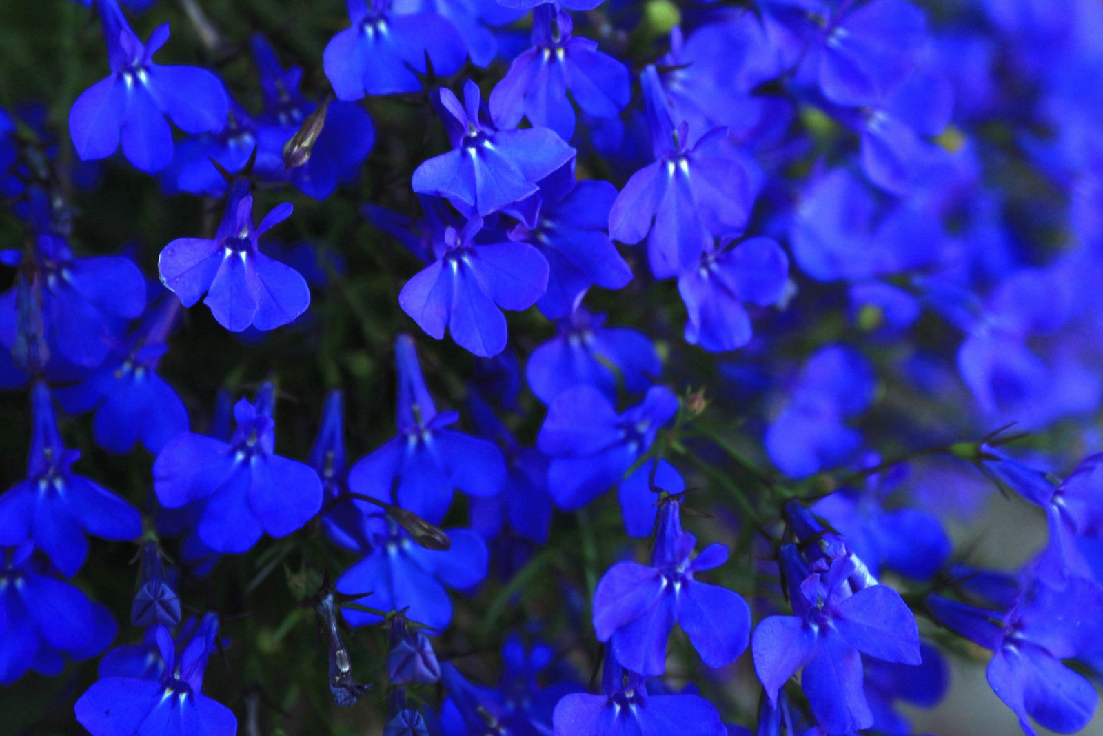 200 Electric Blue LOBELIA MONSOON Flower Seeds *Flat Shipping