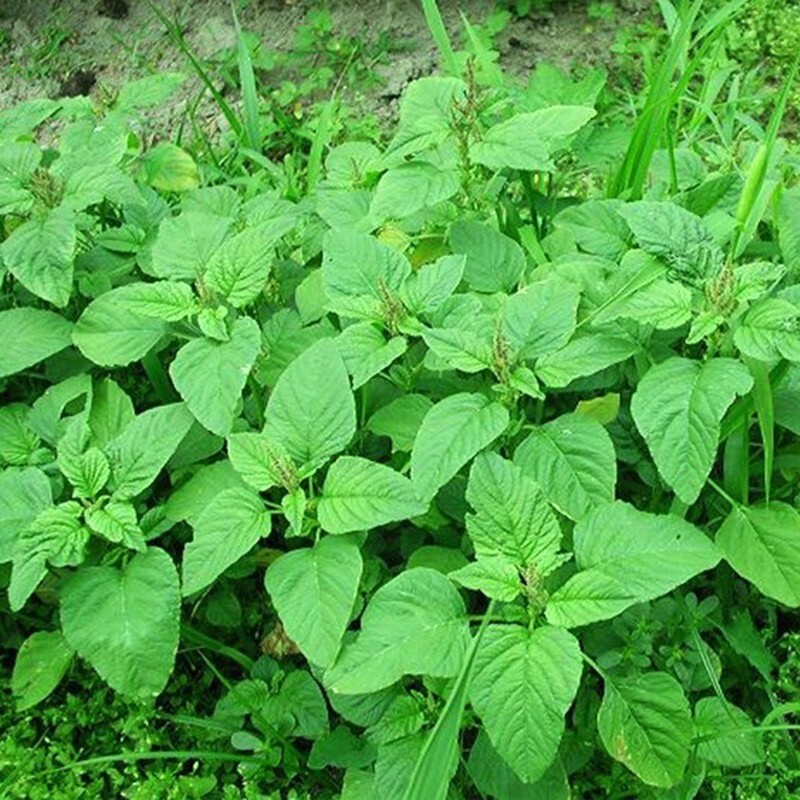 Green Spinach, Amaranth Seeds, Rau Dền Xanh (2000+ pcs) | 85% GERMINATION |