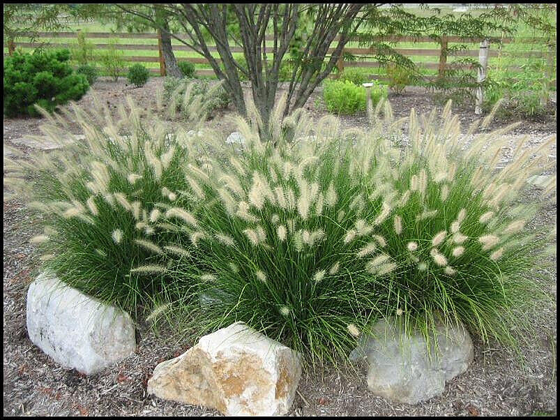 60 Fountain Grass Seeds Pennisetum Alopecuroides~Brooklyn Botanical Gardens Club