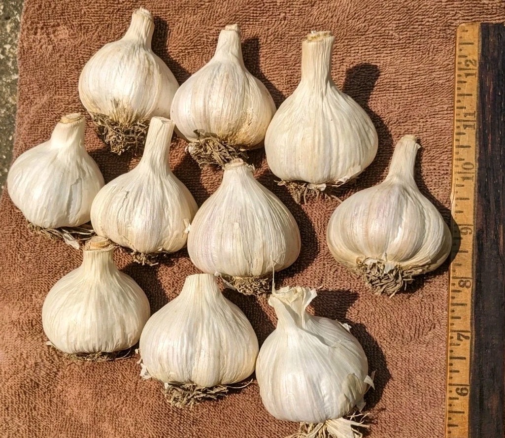10 bulbs 2″ German Extra-Hardy Hardneck Porcelain Garlic 2026 Harvest