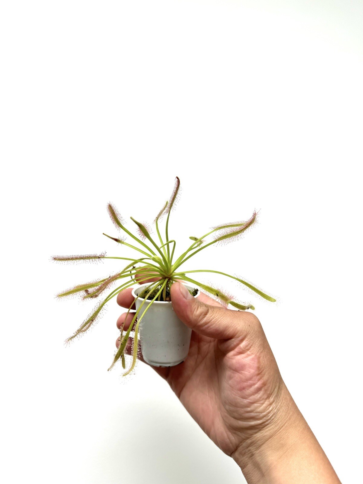 Medium (3-4in) Carnivorous Cape Sundew (Drosera capensis) gets rid of bugs!