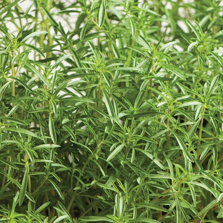 SUMMER SAVORY 20 FRESH HERB SEEDS FREE USA SHIPPING