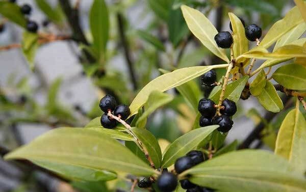 Laurus nobilis | Bay Laurel | Sweet-Bay | Bayleaf | 5_Seeds