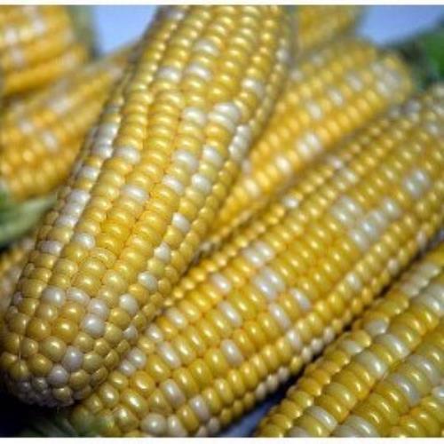 Peaches and Cream Corn Seed, Bi-Color Sweet Corn, NON-GMO, 50 Seeds