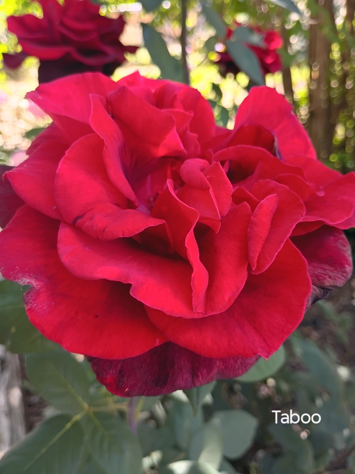 Taboo-Deep Red Hybrid Tea Own-root Live Plant Long Stems 6″ Pot Rose Bush