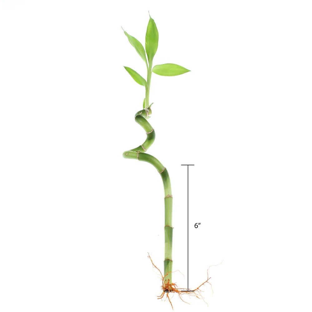 Lucky Spiral Bamboo 13in | Feng Shui