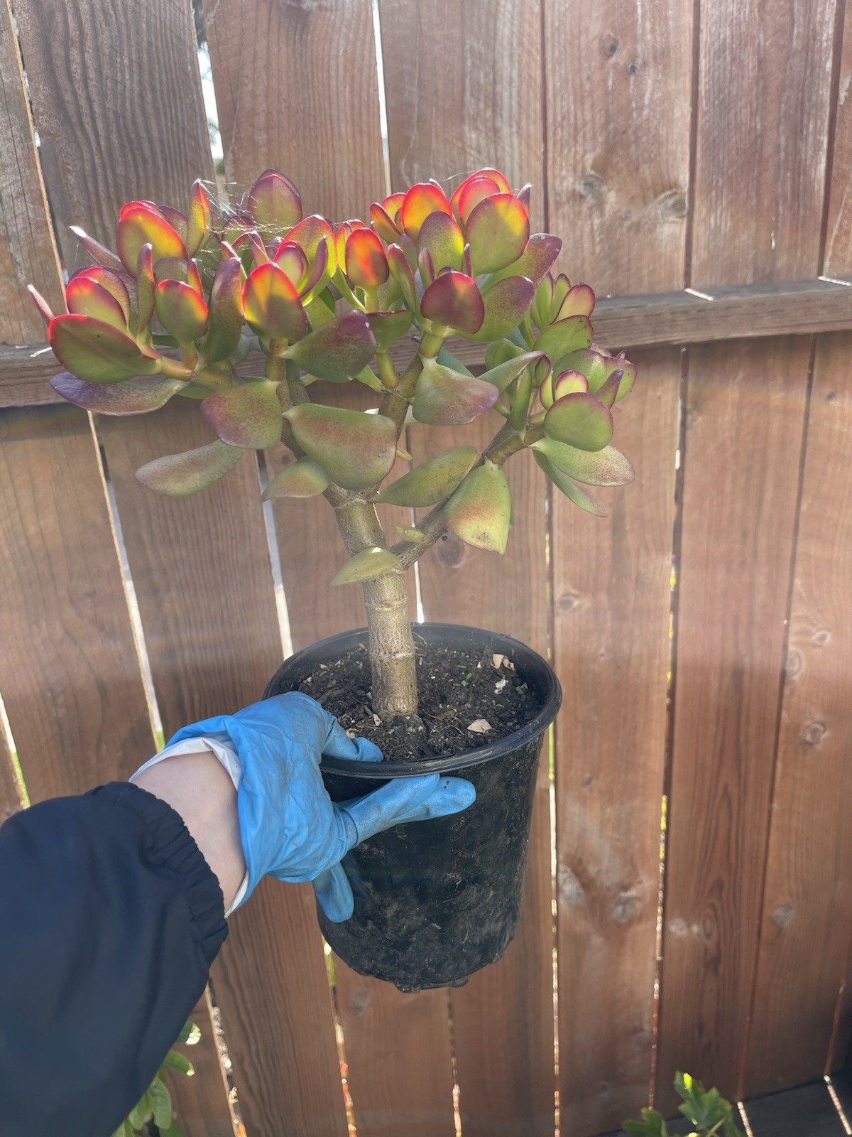 LARGE 1+ FOOT Rooted Jade / Money Plant Live Bonsai Tree Start