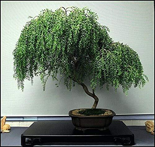 Bonsai Dwarf Weeping Willow Tree – Thick Trunk Cutting – Indoor/Outdoor Live Bon