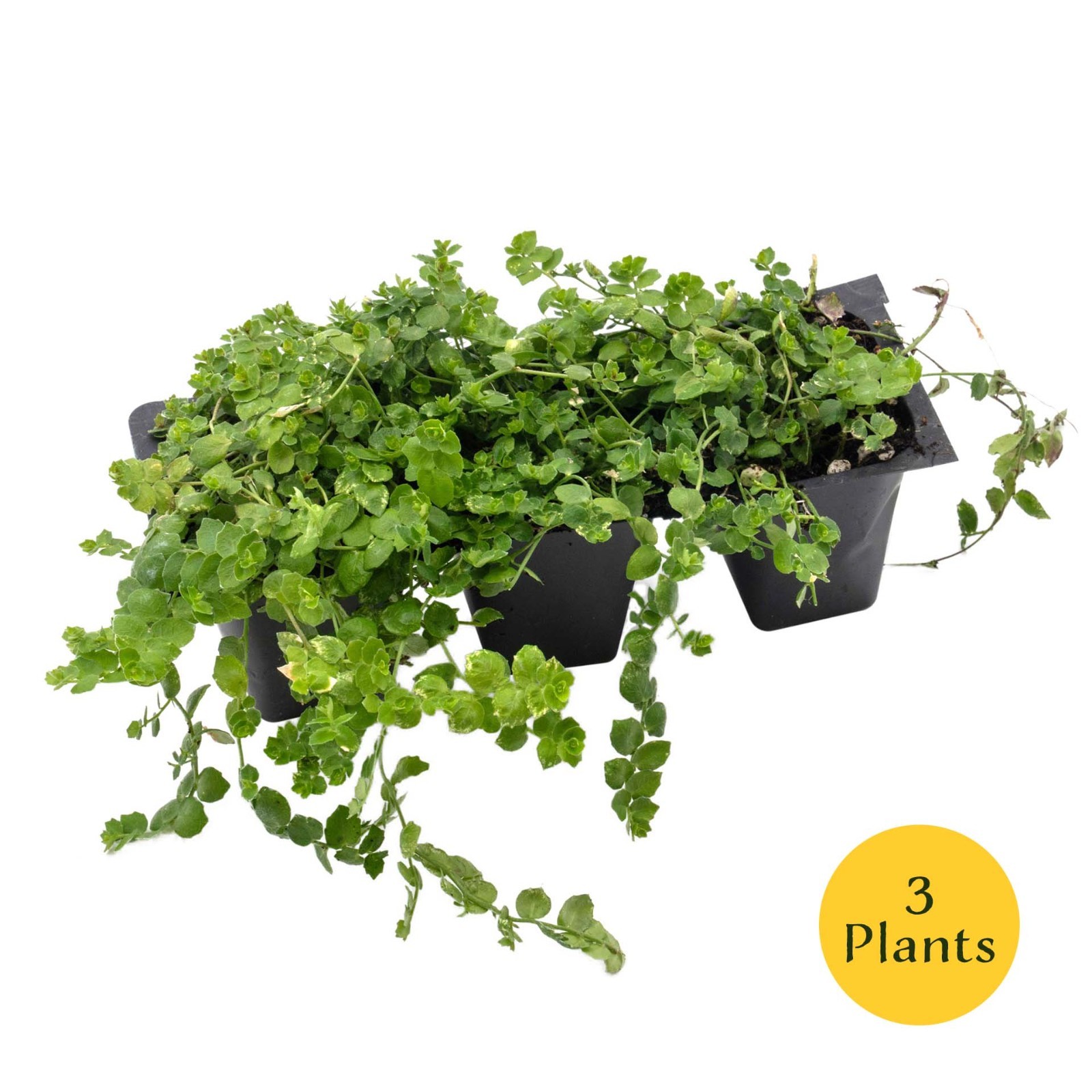 Blue Star Creeper in 2.5” Nursery Cubes (Isotoma fluviatilis) Plant Groundcover