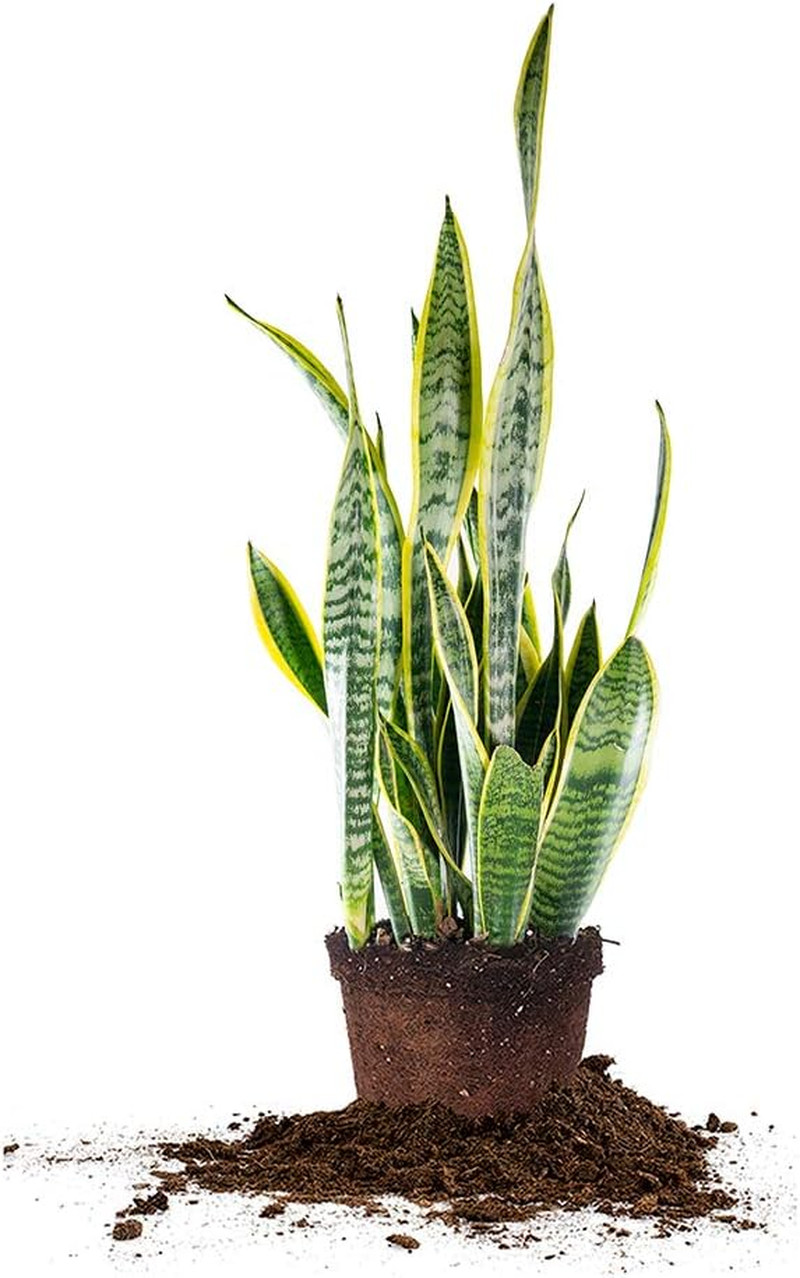 16in Snake Plant (Sansevieria Trifasciata Laurentii)