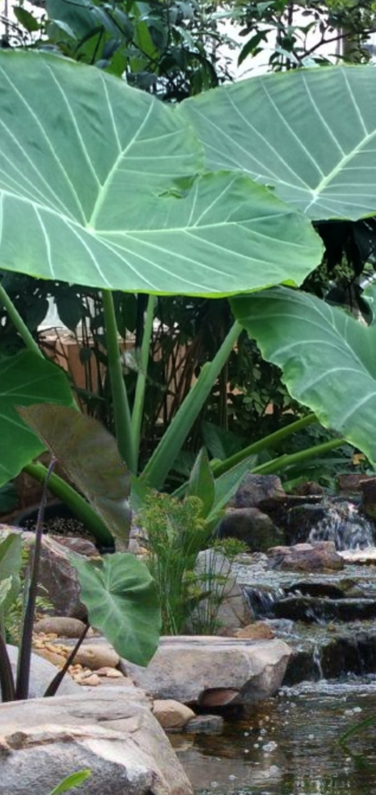 Leucocasia Thai Giant NOT Fake Ones Being Sold Elephant Ear Plant