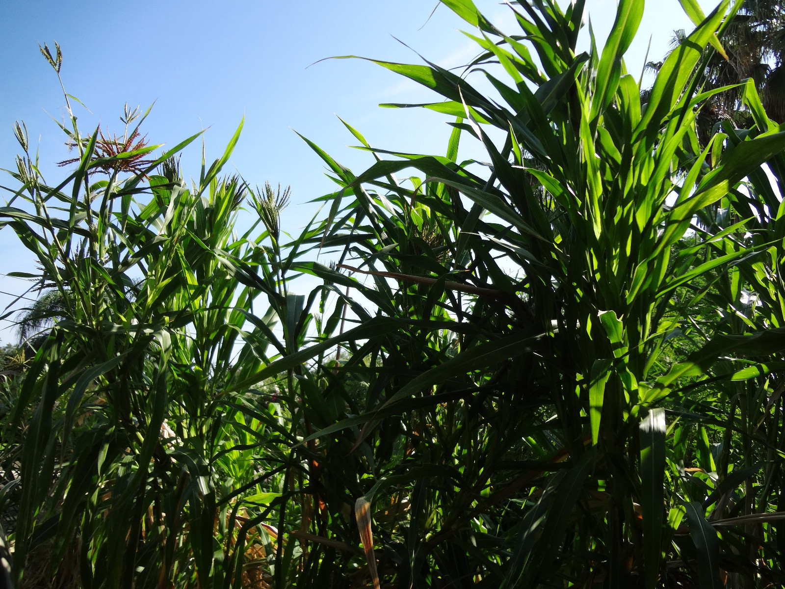 TEOSINTE Nitrogen-Fixing Corn Ancestor (Zea mays ssp. mex./parviglumis) SEEDS