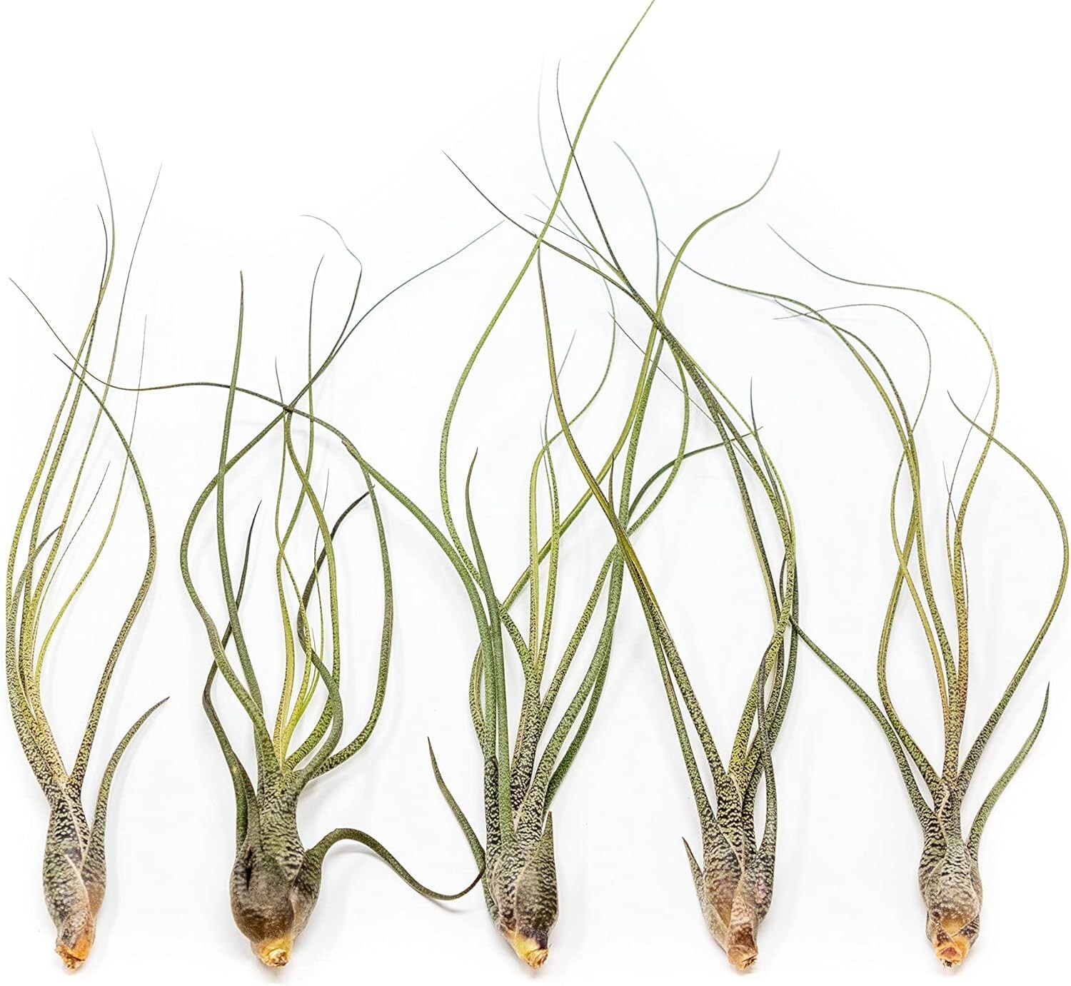 Large Butzii Air Plants 5–8″ – Easy Care Live Indoor Outdoor Home Decor