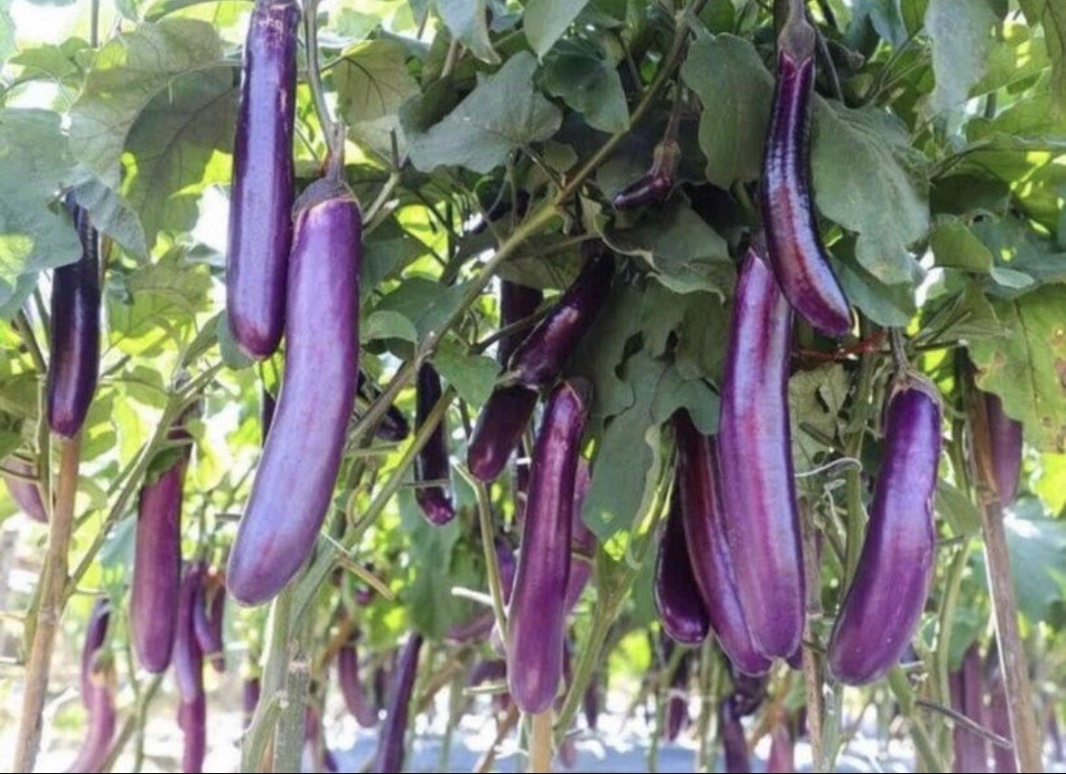 15 Packets of Asian Vegetable SEEDS for Planting. Non GMO. Grow your Own Food.