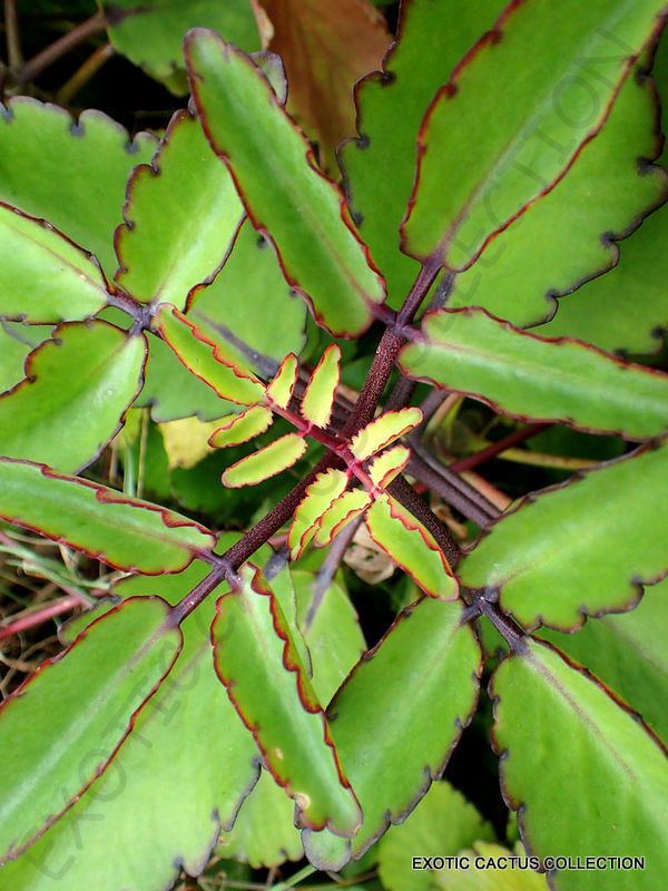 RARE KALANCHOE PINNATA miracle leaf air plants Bryophyllum Pinnatum 4″ plant