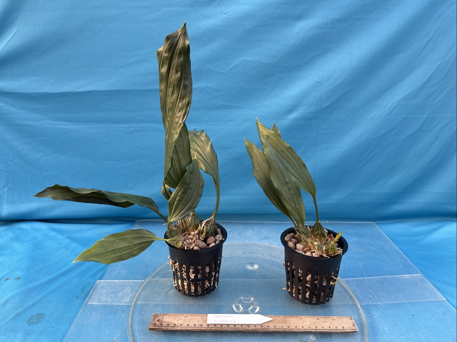 Stanhopea occulata Large Fragrant Ivory Yellow Red Spots Orchid Species 4” Pot