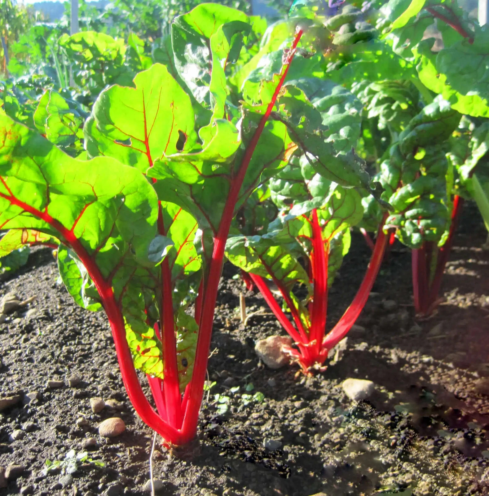 Rhubarb Swiss Chard Seeds (60) / EASY / HEIRLOOM / FLORIDA / HEAT TOLERANT